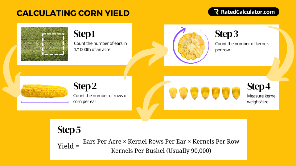 Infographic showing how to calculate corn yield