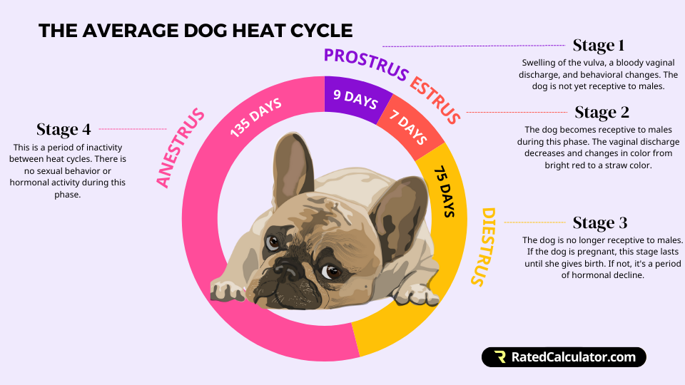 Infographic of the dog heat cycle showing details of each stagein the estrus cycle