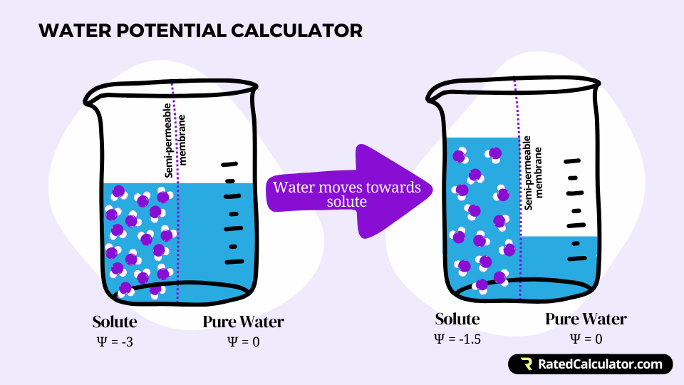 A semi-permeable membrane separating pure water and a solution with negative water potential. Water moves from the pure water side to the solute side raising its level and diluting the solution.
