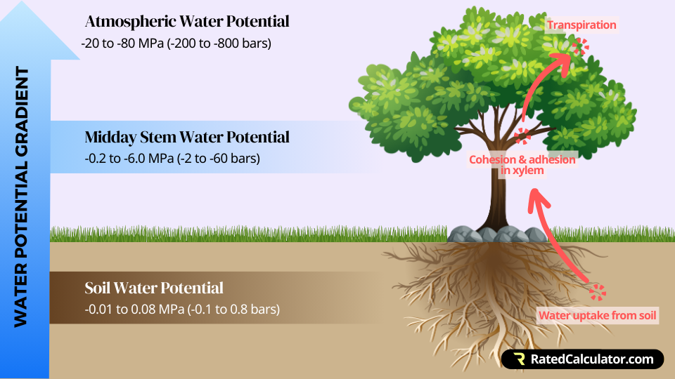 A tree is shown with its root system along with labels showing how the water potential gradient causes the tree to take water up through the soil, transport it through its trunk, and release it into the air through its leaves
