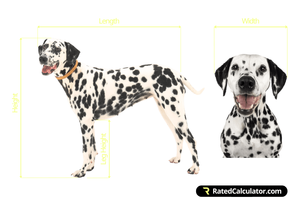 How to measure a dog for a transport crate