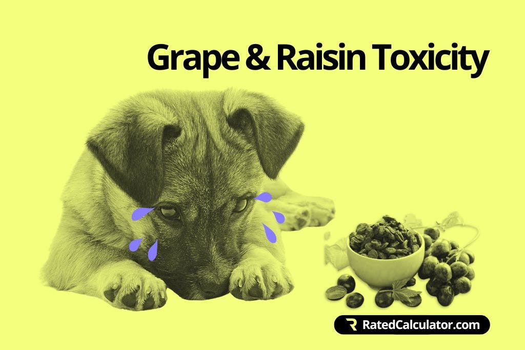 How to use the Dog Raisin Toxicity Calculator