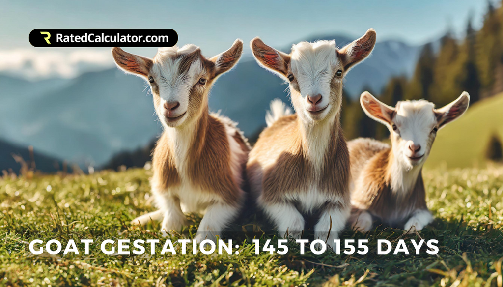 3 young goat kids lying in a mountain meadow