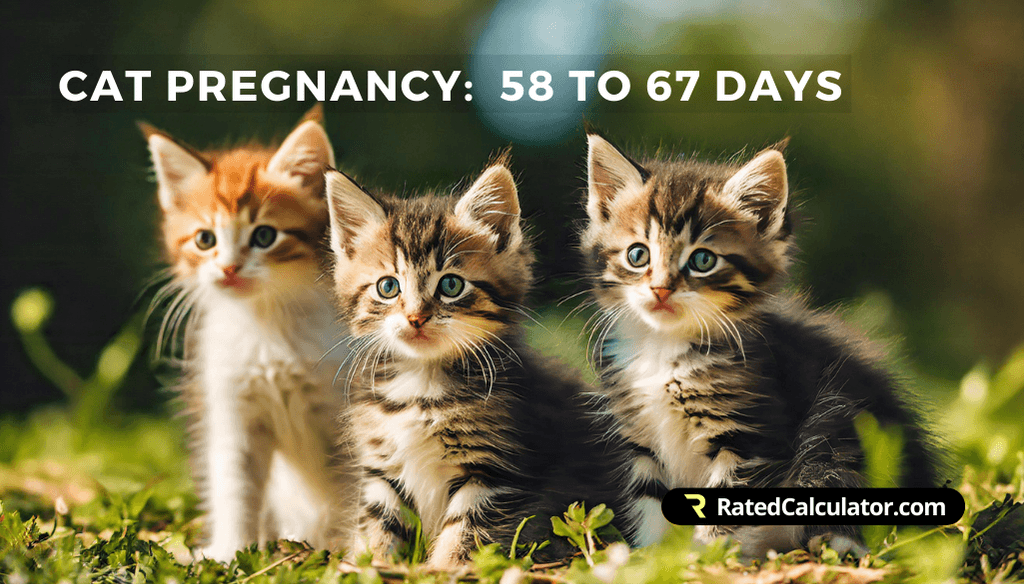 3 striped kittens sitting in a meadow looking at something behind the camera